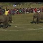 Gajah Main Bola