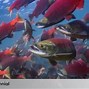 Ikan Salmon Berwarna Merah